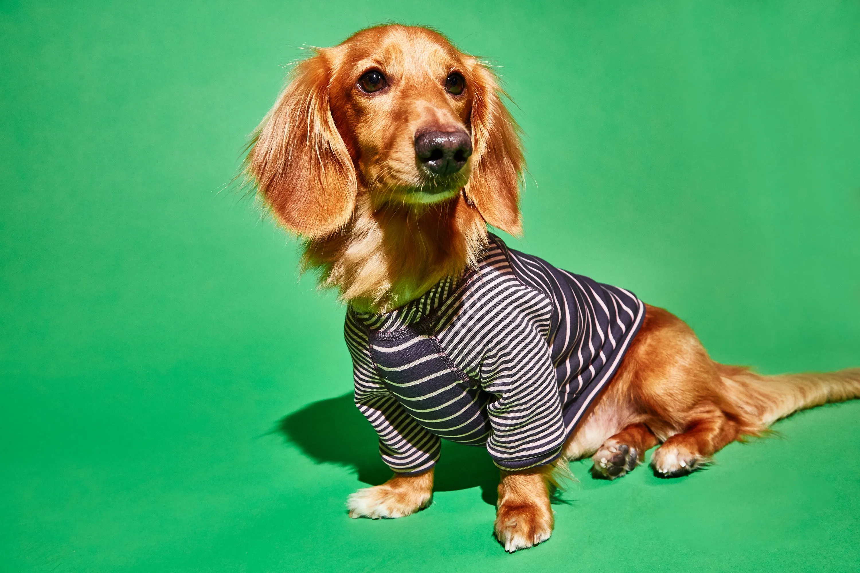 Contrast Striped Dog T-shirt: Burgundy Pink